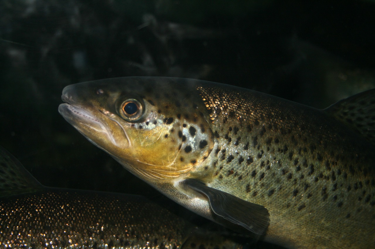 Unsustainable Salmon Populations Issues